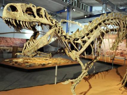 Escleto de tiranosaurus rex