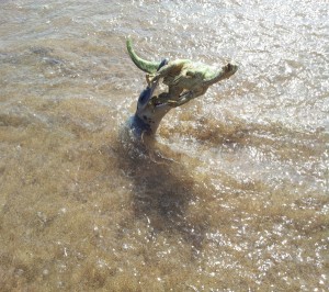 kronosaurus ataque