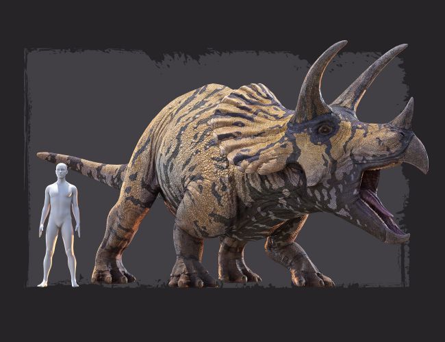 Triceratops la bestia de tres cuernos