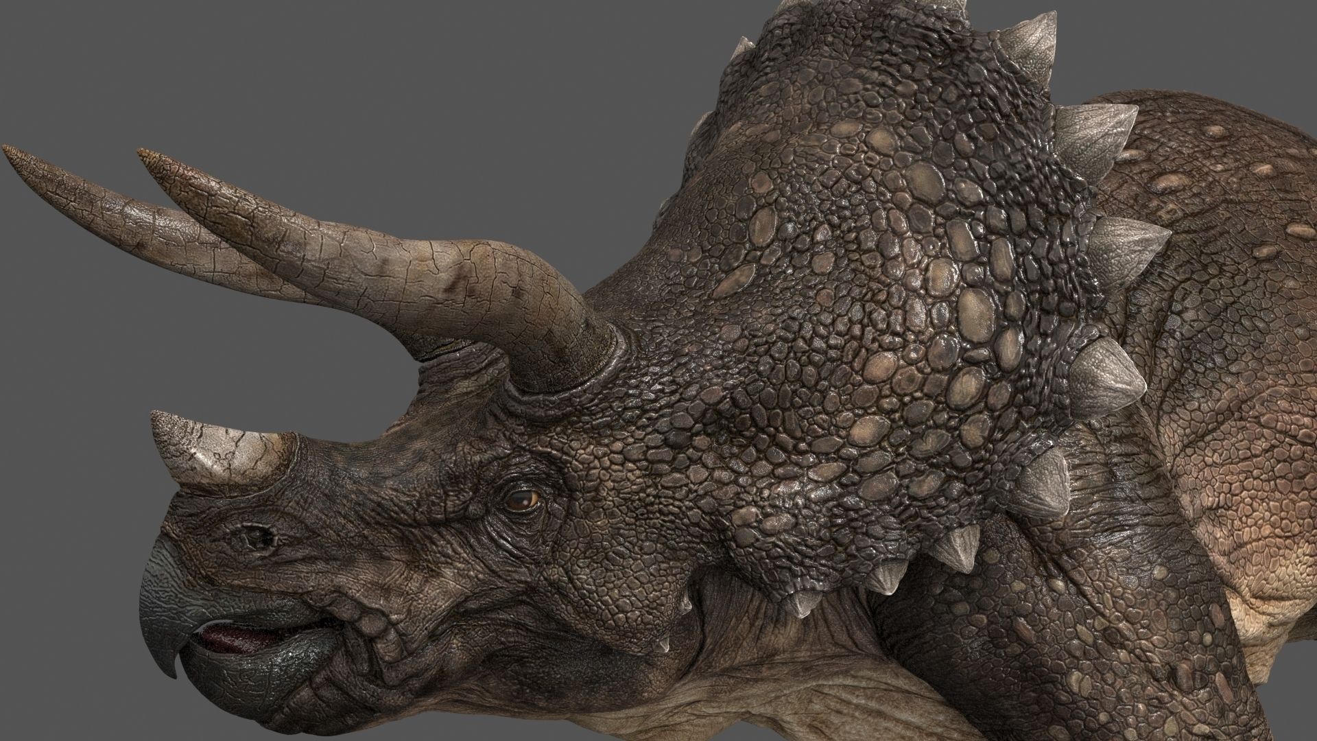 Triceratops