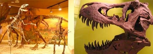 MUSEOS DE DINOSAURIOS