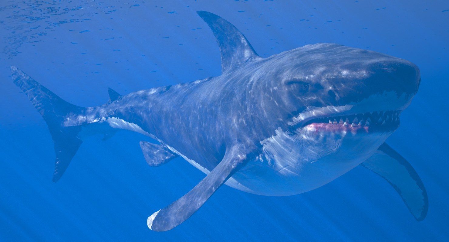 megalodon el tiburon gigante