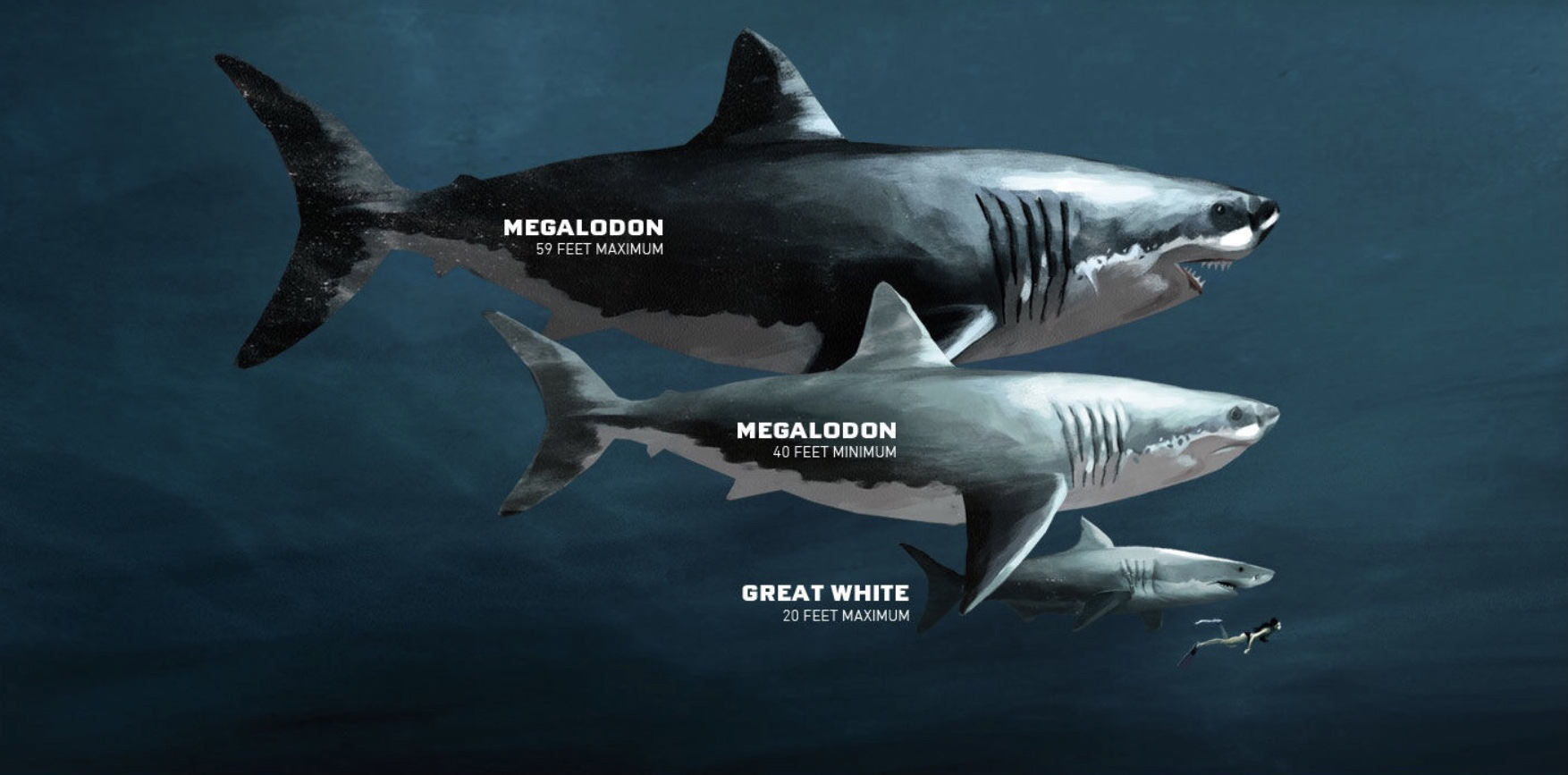 cuanto mide el megalodon