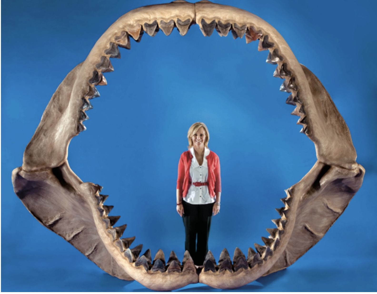 diente de megalodon el tiburon gigante