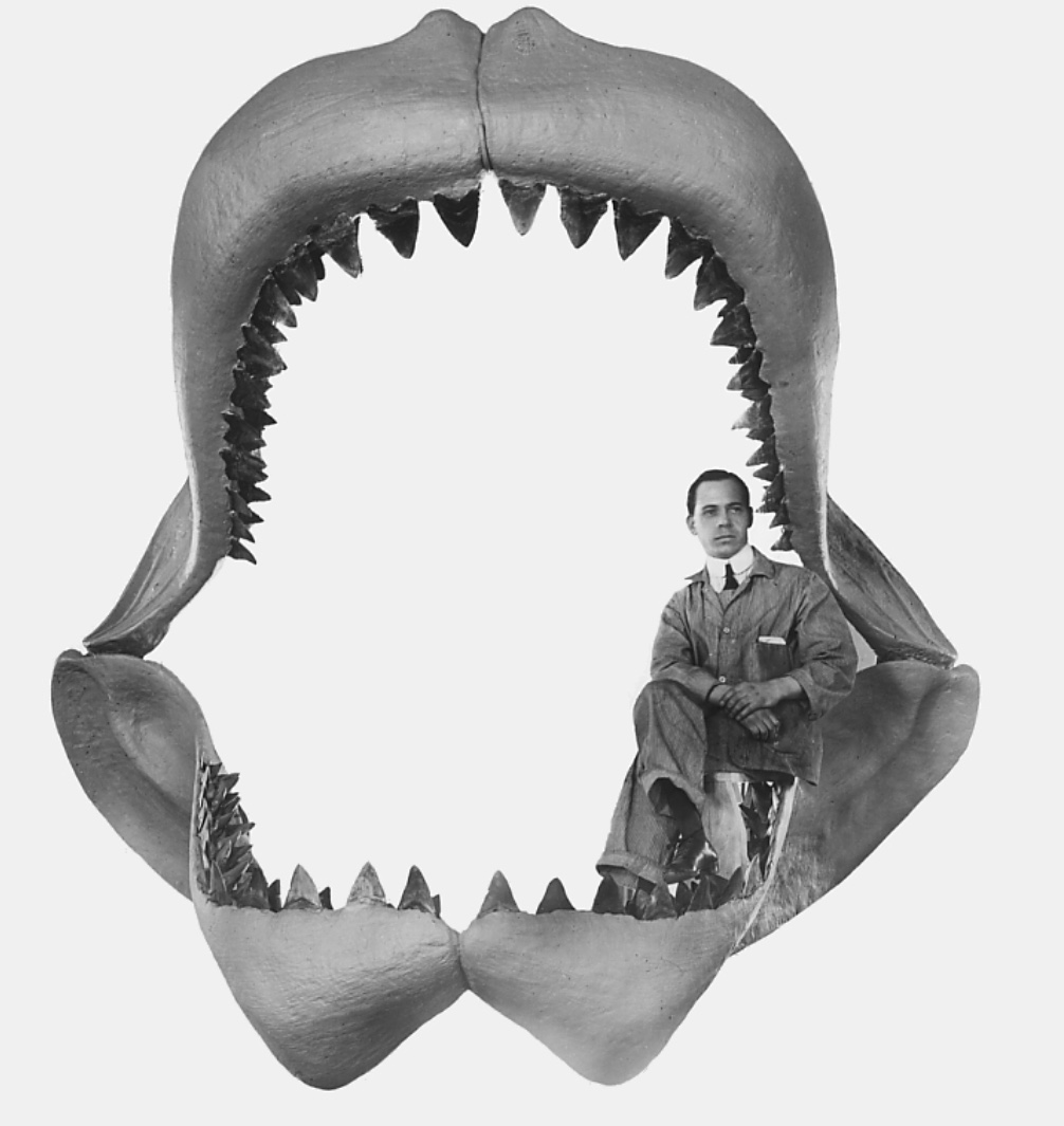 diente de megalodon el tiburon gigante
