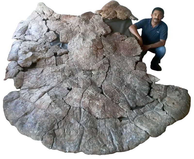 Fosil de Tortuga gigante 