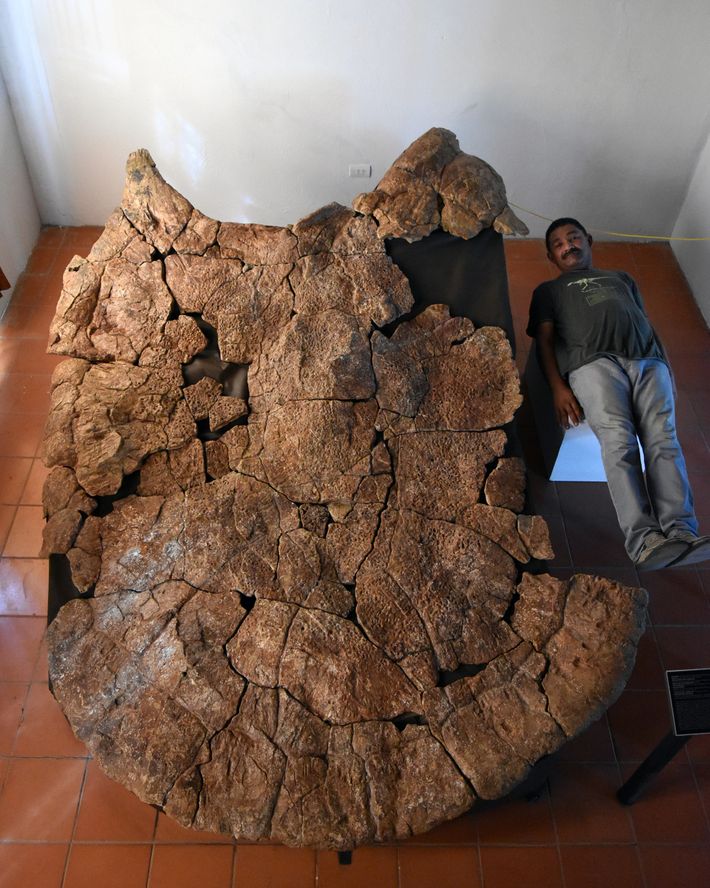 Fosil de Tortuga gigante 