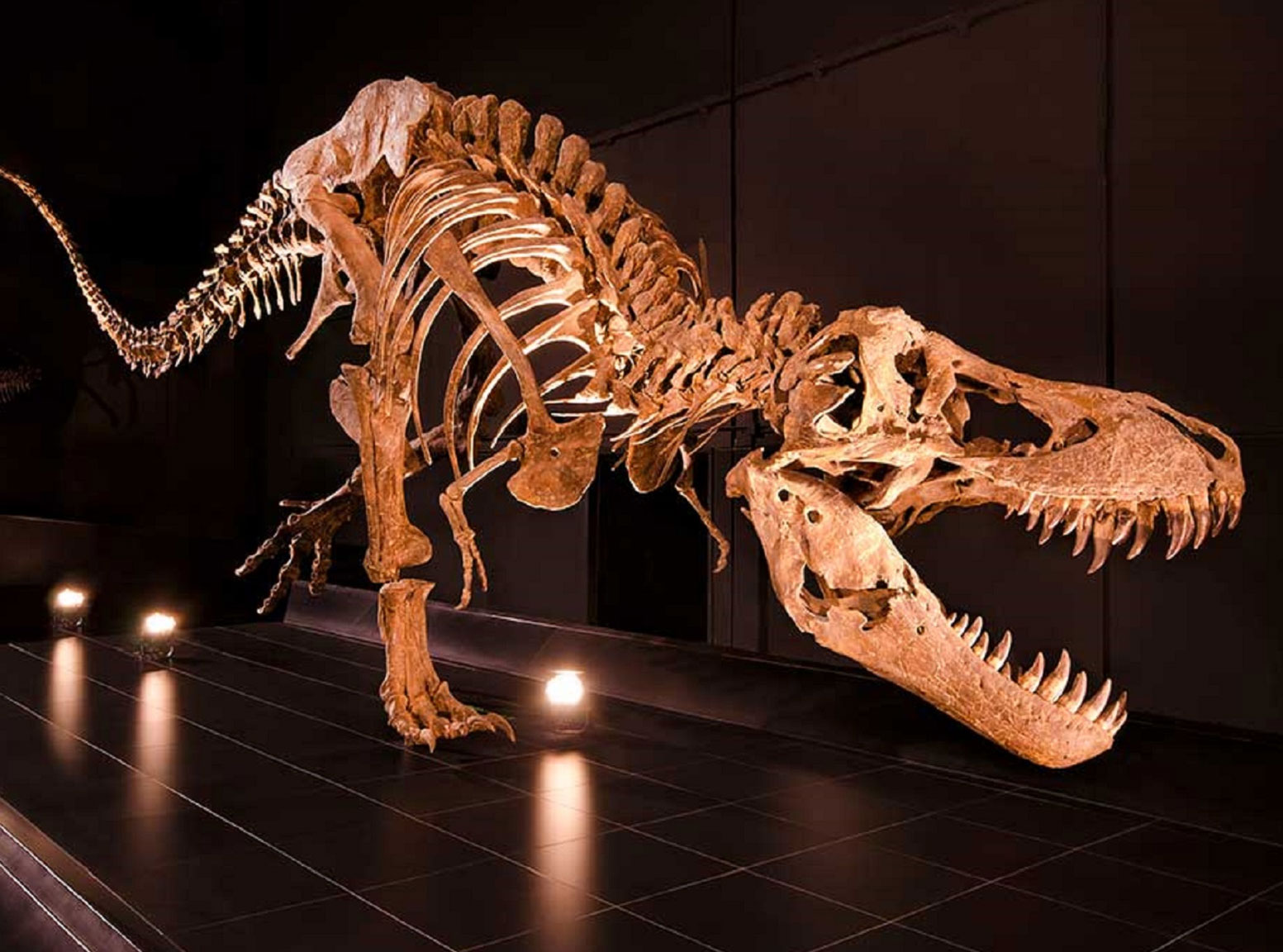 Vivió el Tiranosaurio Rex en México?